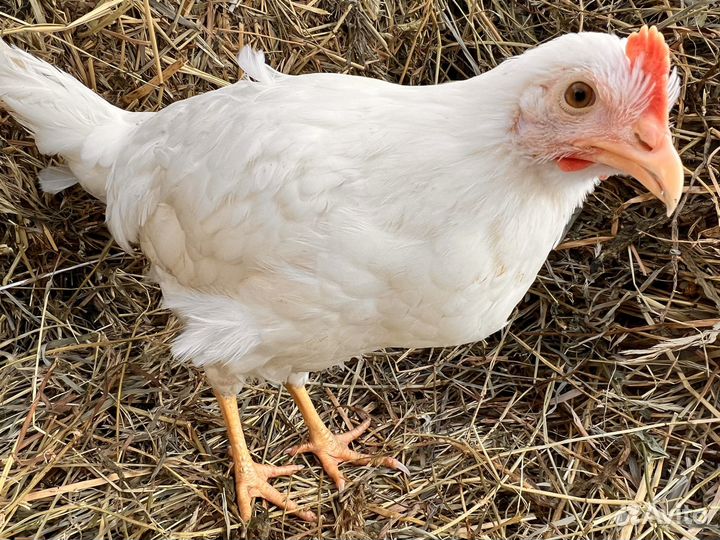 Куры несушки