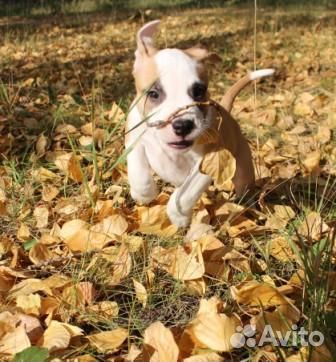 Щенки амстаффа