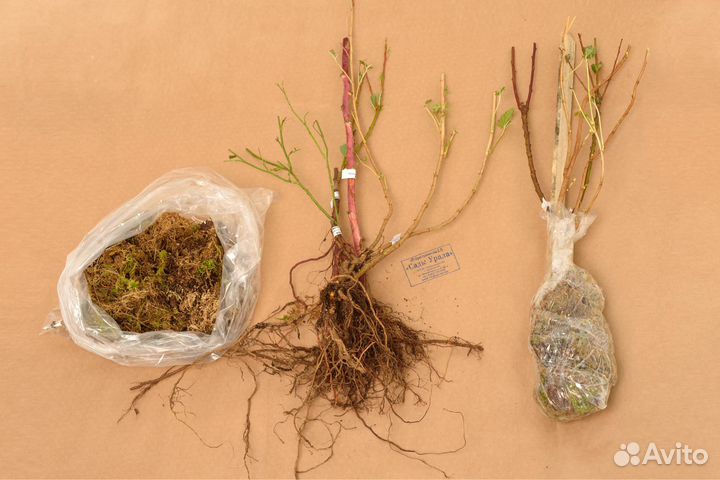 Слива Чернослив поздний (подвой бессея), саженцы