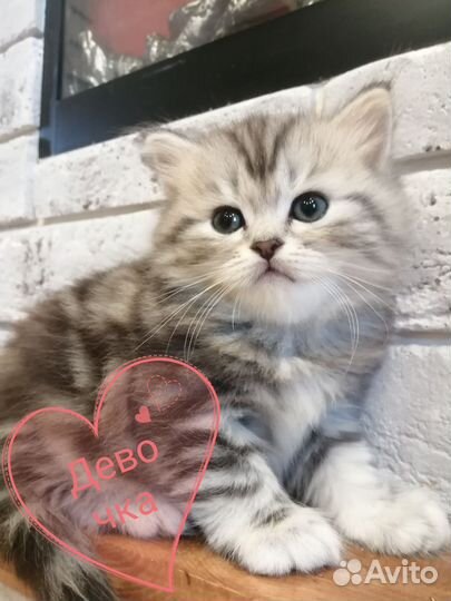 Шатланские котята