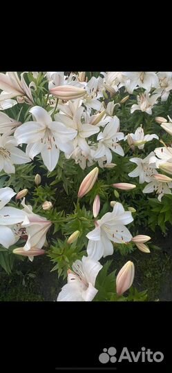 Ирис, лилейник японский(сортовые), лилии