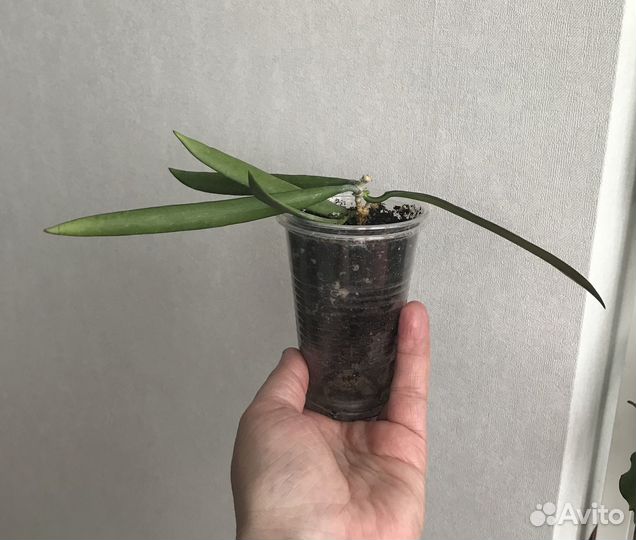 Хойя Hoya