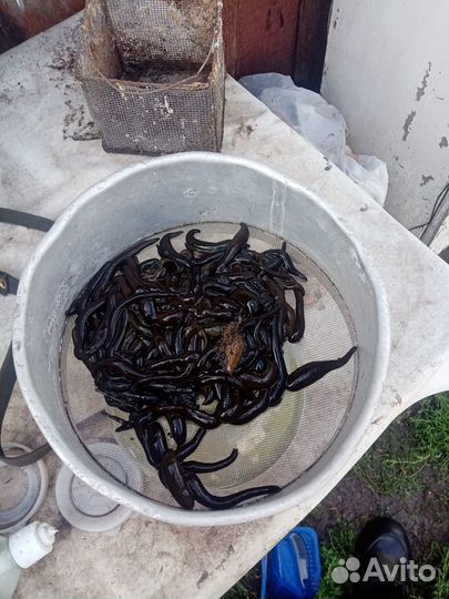 Пиявка для рыбалке