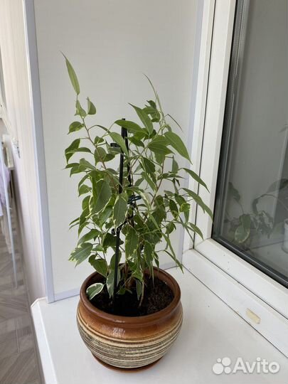 Фикус бенджамина