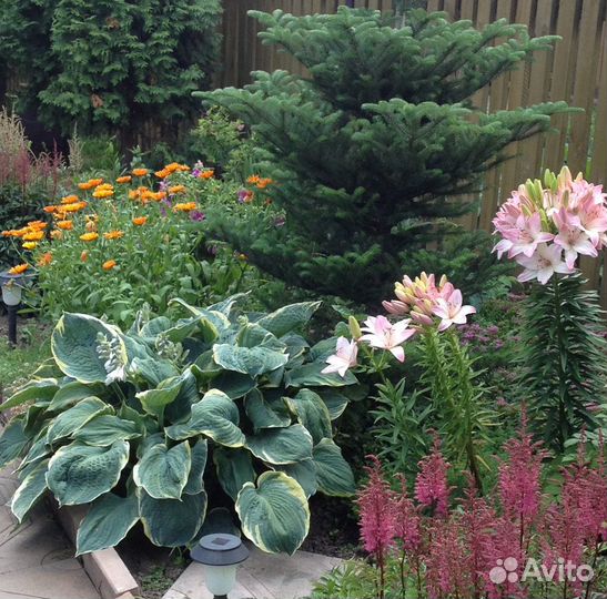 Многолетние цветы: Хосты