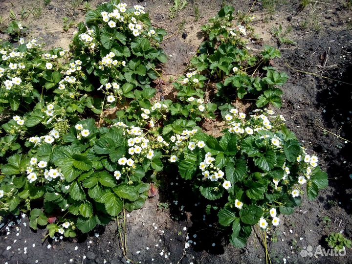 Питомник-С реализует рассаду земклуники Купчиха