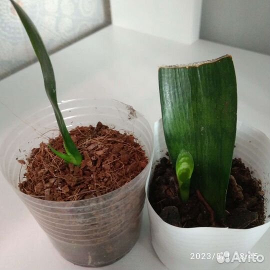 Хатиора/Сансевиерия/хойя/суккулент