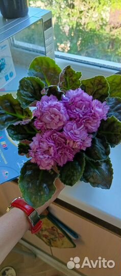 Сортовые фиалки