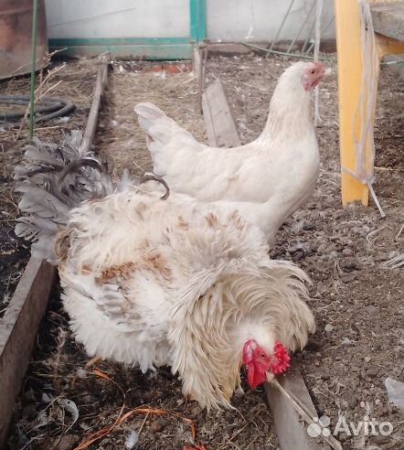 Цыплята несушки