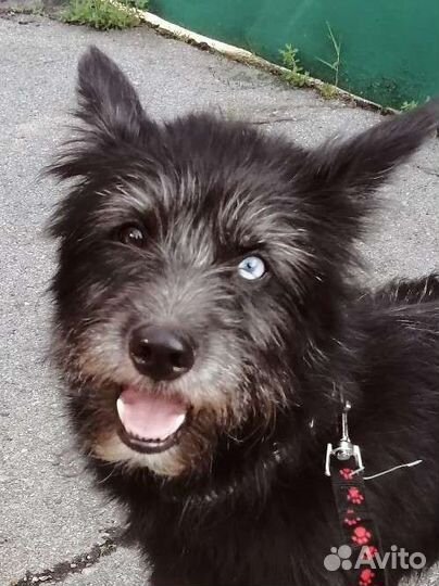 Мальчик в добрые руки