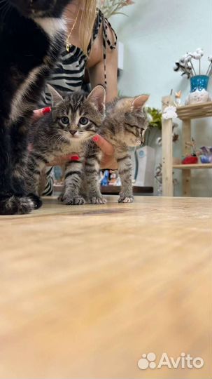 Котятки 1,5 мес