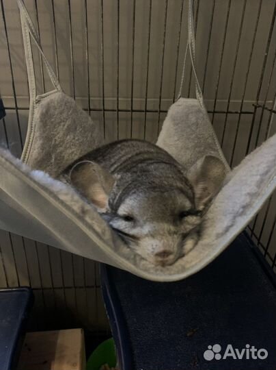 Передержка кошек