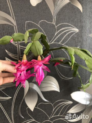 Декабрист красный,белый,ярко розовый с белым