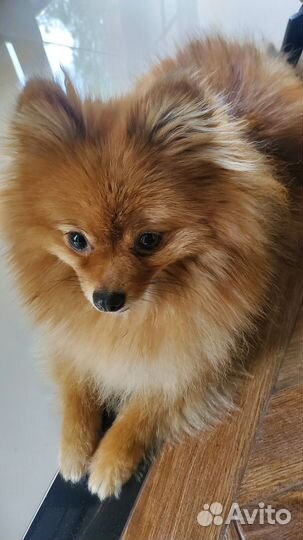 Померанский шпиц