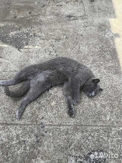 Британский кот