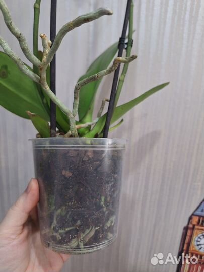 Орхидея фаленопсис