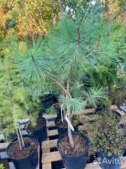 Сосна Pinus Ponderosa