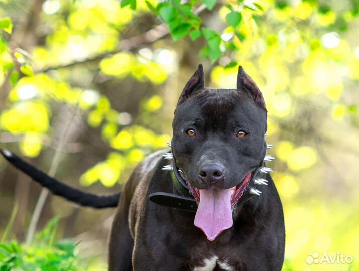 Питбультерьер