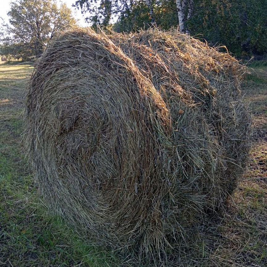 Сено солома в рулонах