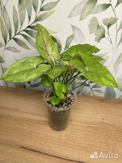 Сингониумы