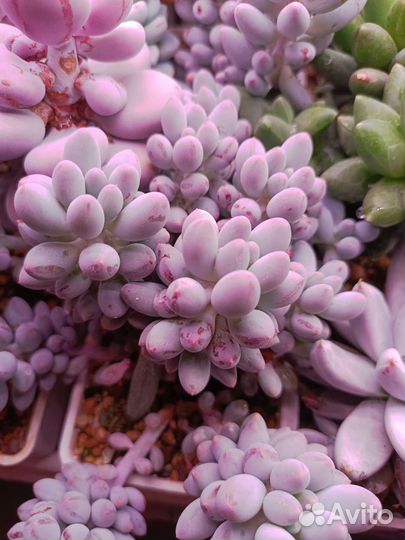 Суккуленты