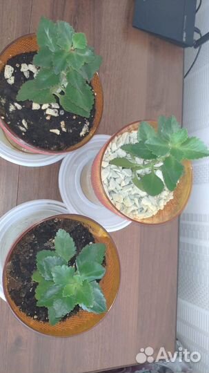 Пеностекло субстрат грунт