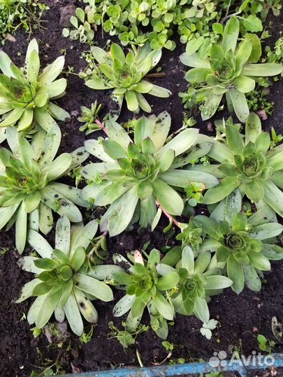 Суккуленты