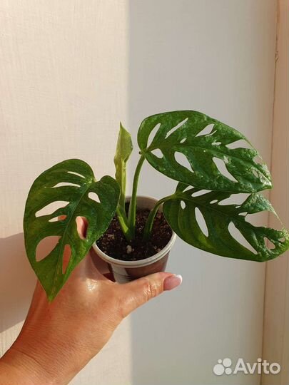 Монстера манки. Бронь