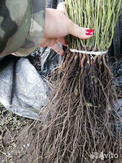 Антипка, алыча, жердела,груша