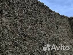 Сенаж суданка