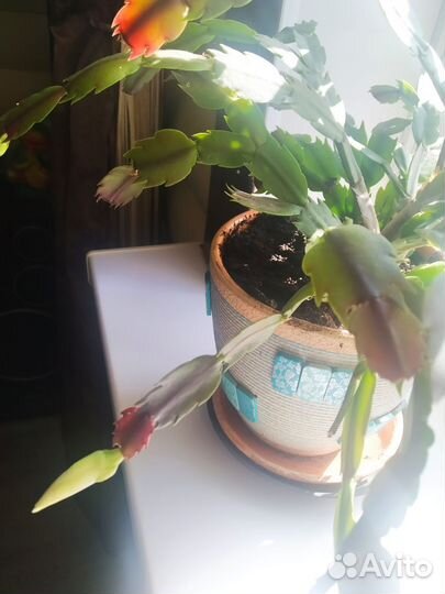 Декабрист белый