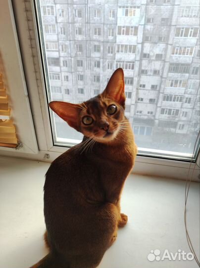 Абиссинская