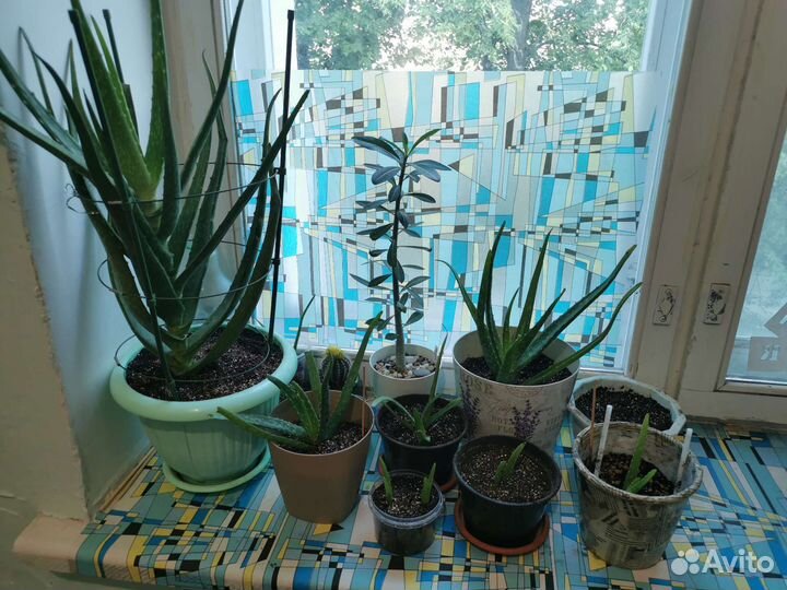 Алоэ растение