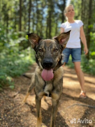 Двортерьер в лучшие руки
