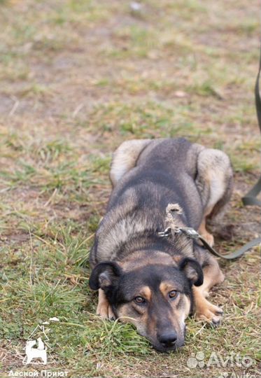 Олимп, необыкновенный пес в добрые руки