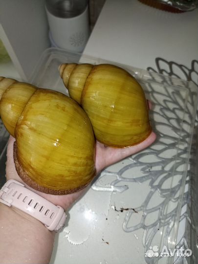 Улитки архахатины