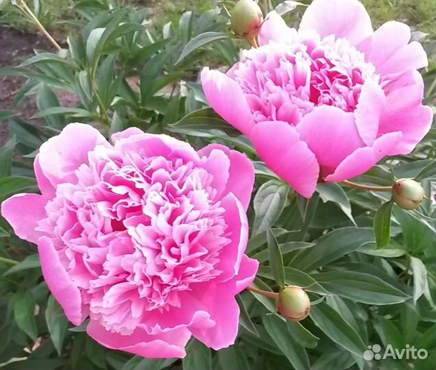 Цветы многолетние: пионы, георгины, клематис и др