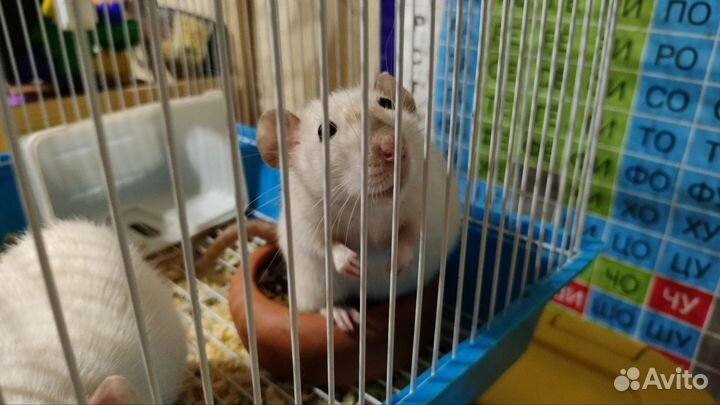 Крыски в добрые руки