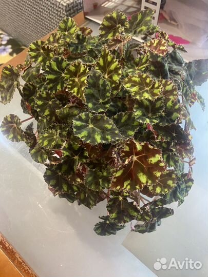 Бегония тигровая