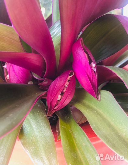 Традесканция 