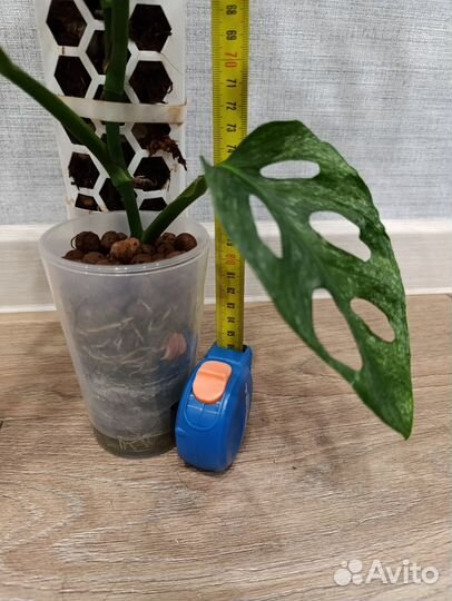 Монстера адансона вариегатная минт взрослая