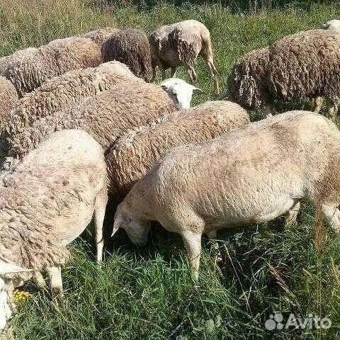 Овцы бараны дорпер тексель