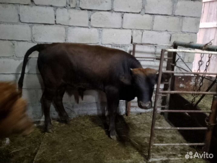 Бычки подсосные