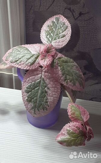 Эписция акварельная