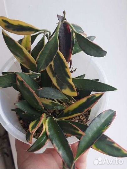 Взрослые хойи