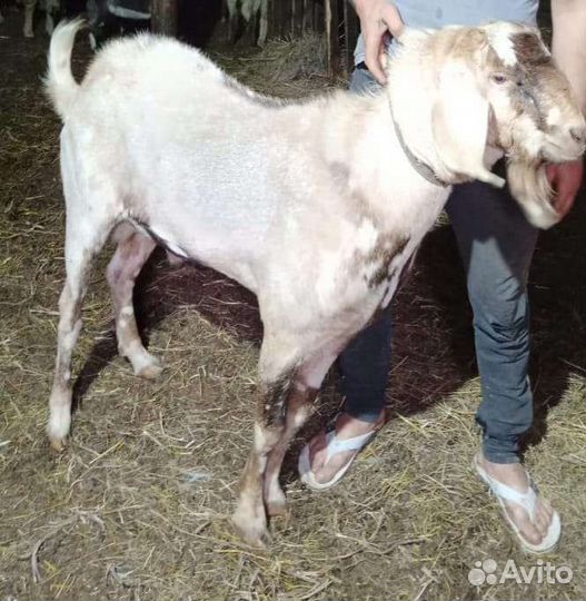 Козел камори-нубиец