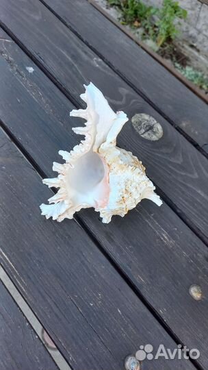 Ракушка морская раковина большая