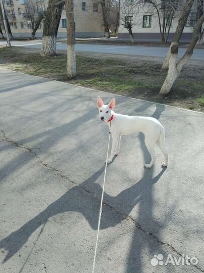 Щенок (поденко ибиценко)