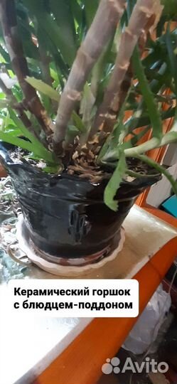 Алоэ лечебный в горшке. Столетник, возраст 7 лет