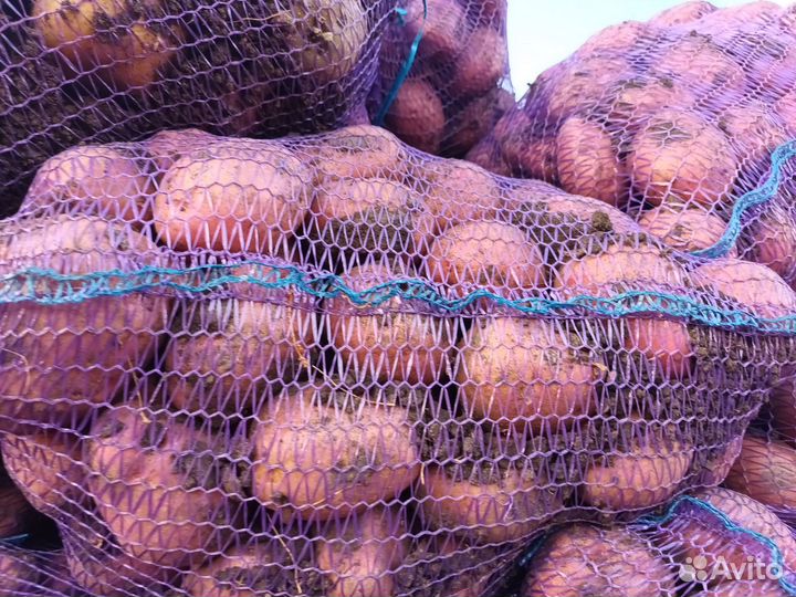 Продам картофель